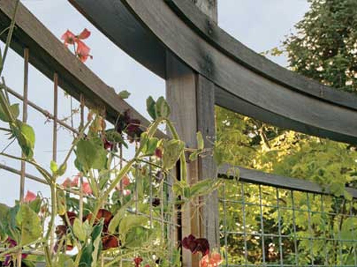 trellis_x